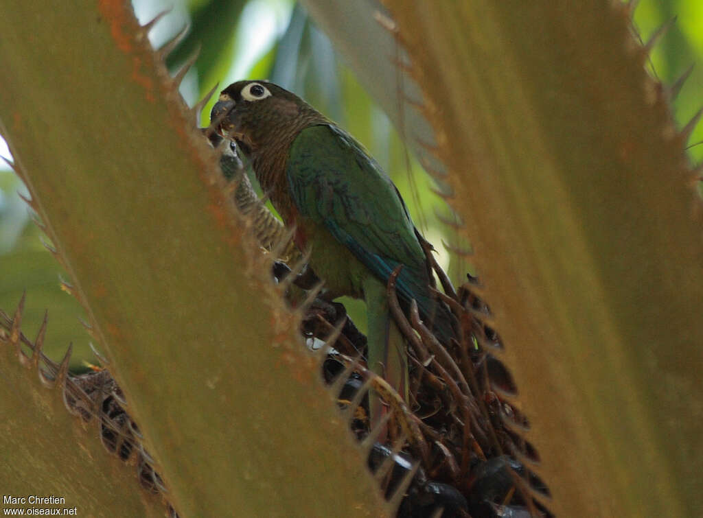 Green-cheeked Parakeetadult, identification