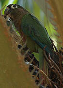 Green-cheeked Parakeet