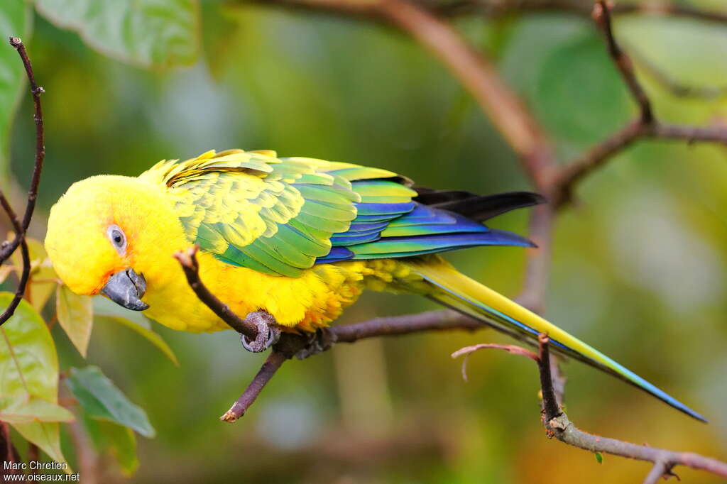 Conure de Pinto