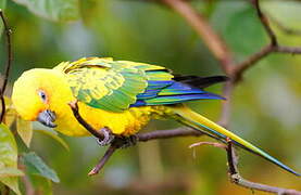 Sulphur-breasted Parakeet