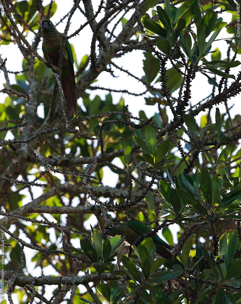 Maroon-bellied Parakeet