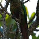 Conure de Vieillot