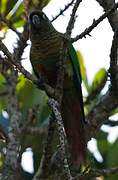 Conure de Vieillot