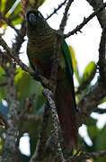 Maroon-bellied Parakeet