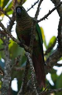 Conure de Vieillot