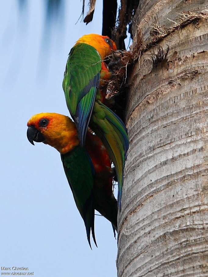 Conure jandayaadulte, pigmentation