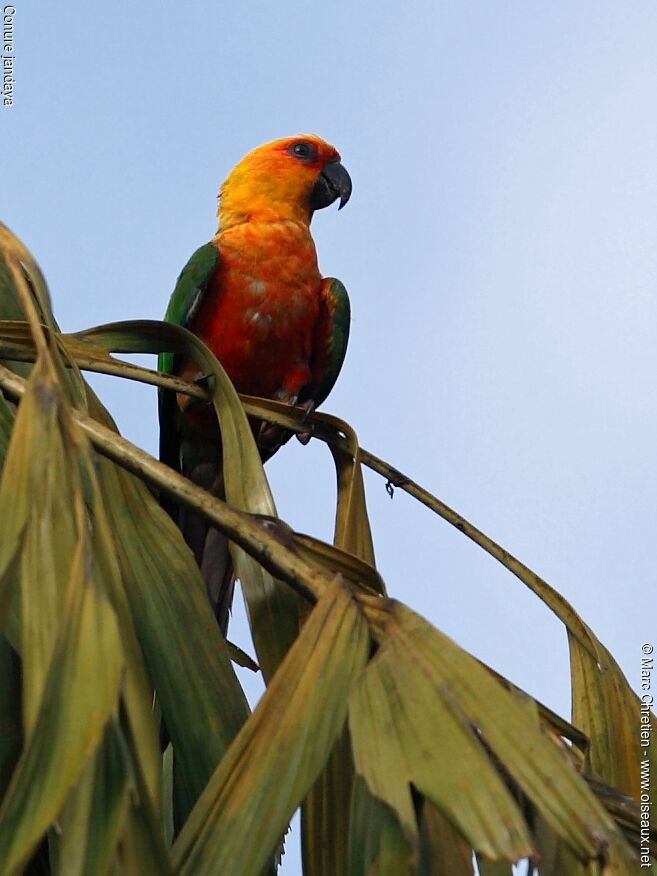 Conure jandaya