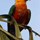 Conure jandaya