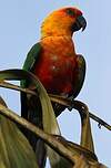 Conure jandaya