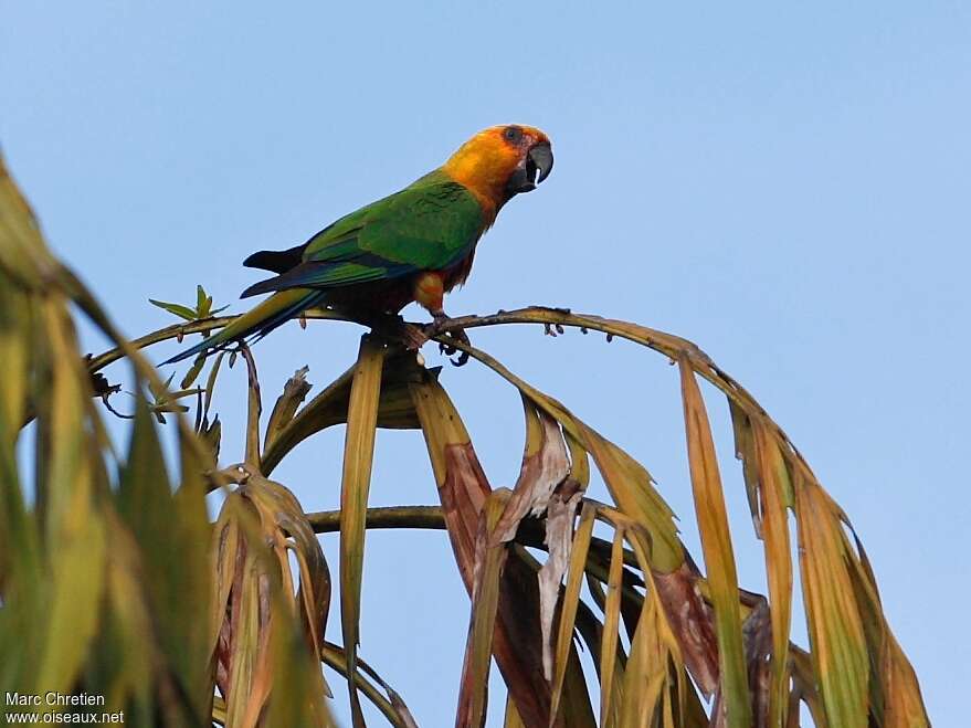 Conure jandaya, identification