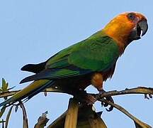 Conure jandaya