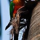 Conure jandaya