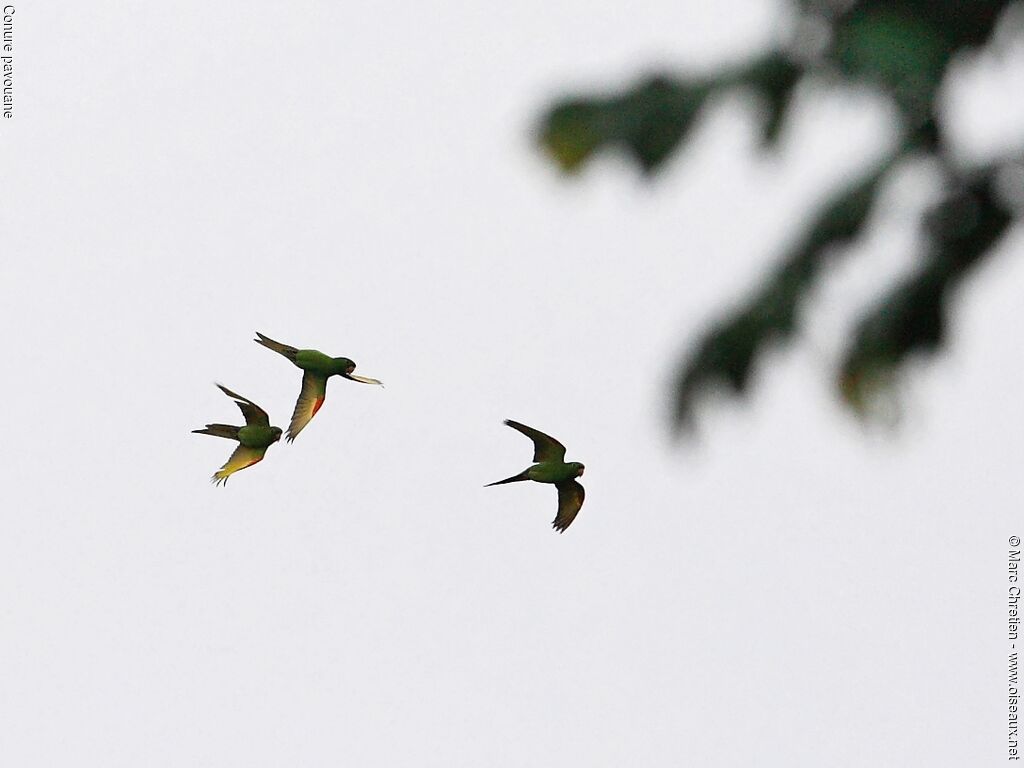 White-eyed Parakeet