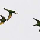 Conure pavouane