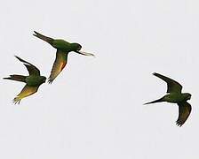 White-eyed Parakeet