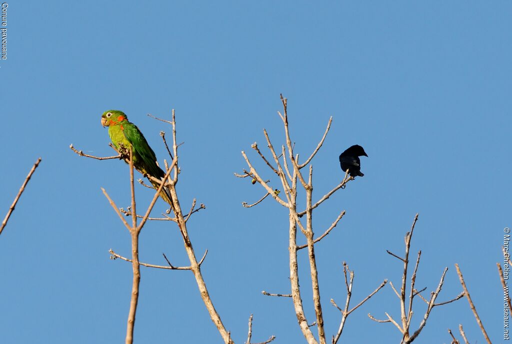 Conure pavouaneadulte