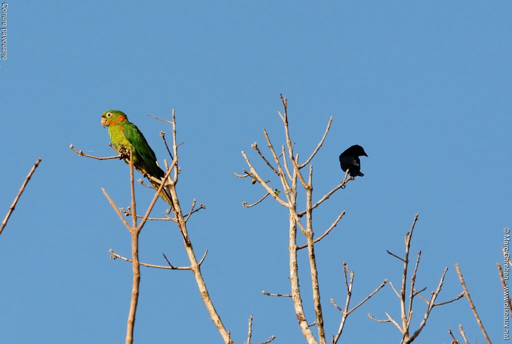 Conure pavouaneadulte