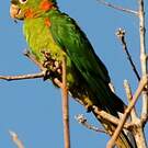 Conure pavouane