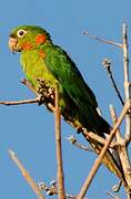 White-eyed Parakeet