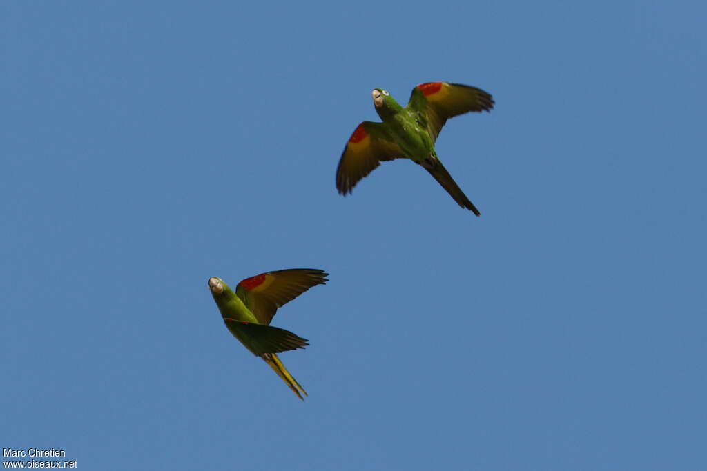 Conure pavouaneadulte, Vol