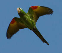 Conure pavouane