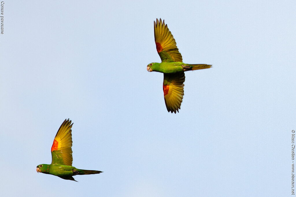 White-eyed Parakeet