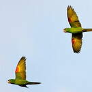 Conure pavouane
