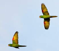 White-eyed Parakeet