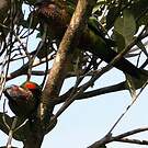 Conure versicolore