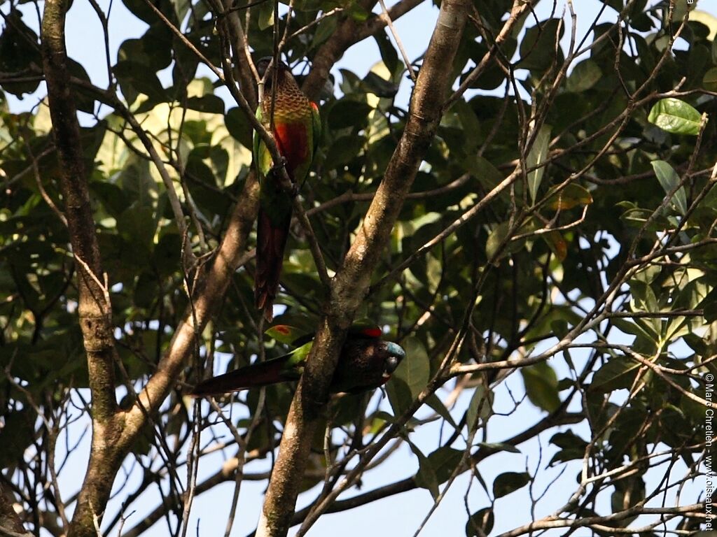 Conure versicolore