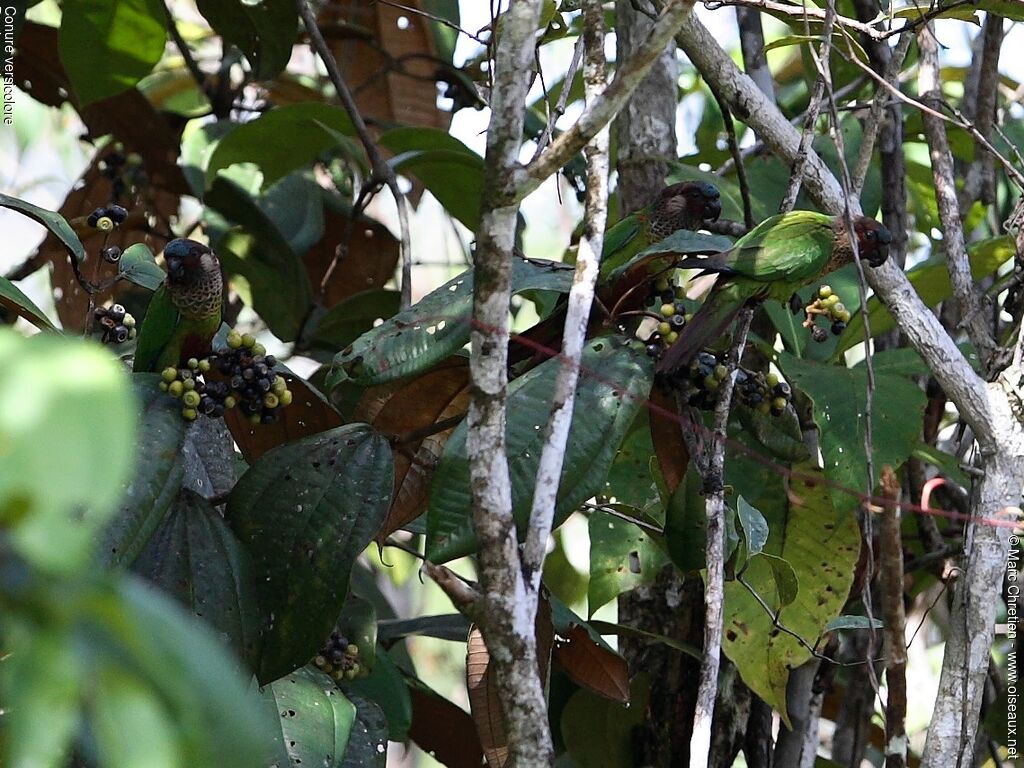 Conure versicolore