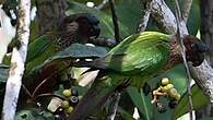 Conure versicolore