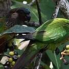 Conure versicolore