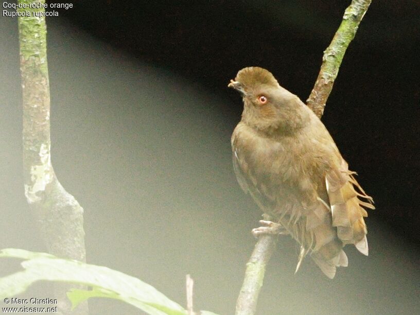 Coq-de-roche orange mâle immature