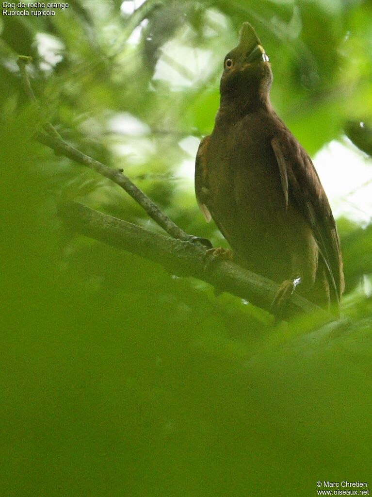 Guianan Cock-of-the-rock