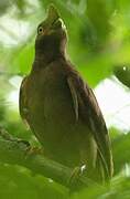 Guianan Cock-of-the-rock