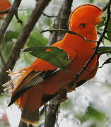 Guianan Cock-of-the-rock