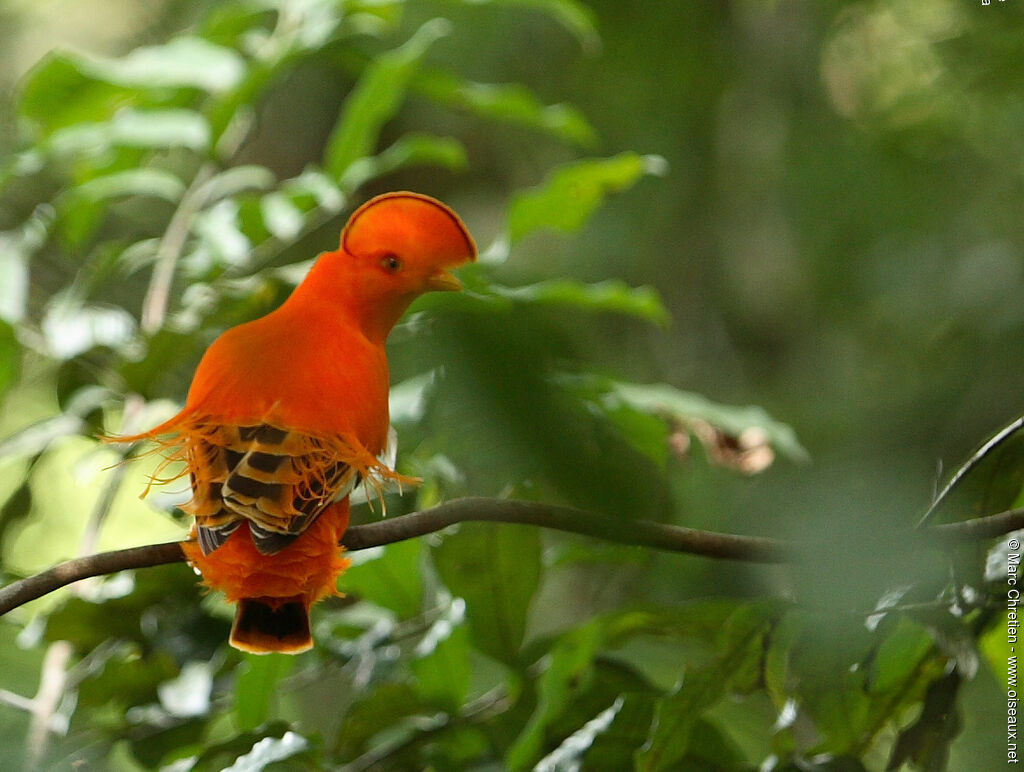 Guianan Cock-of-the-rock male adult