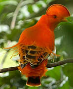 Guianan Cock-of-the-rock