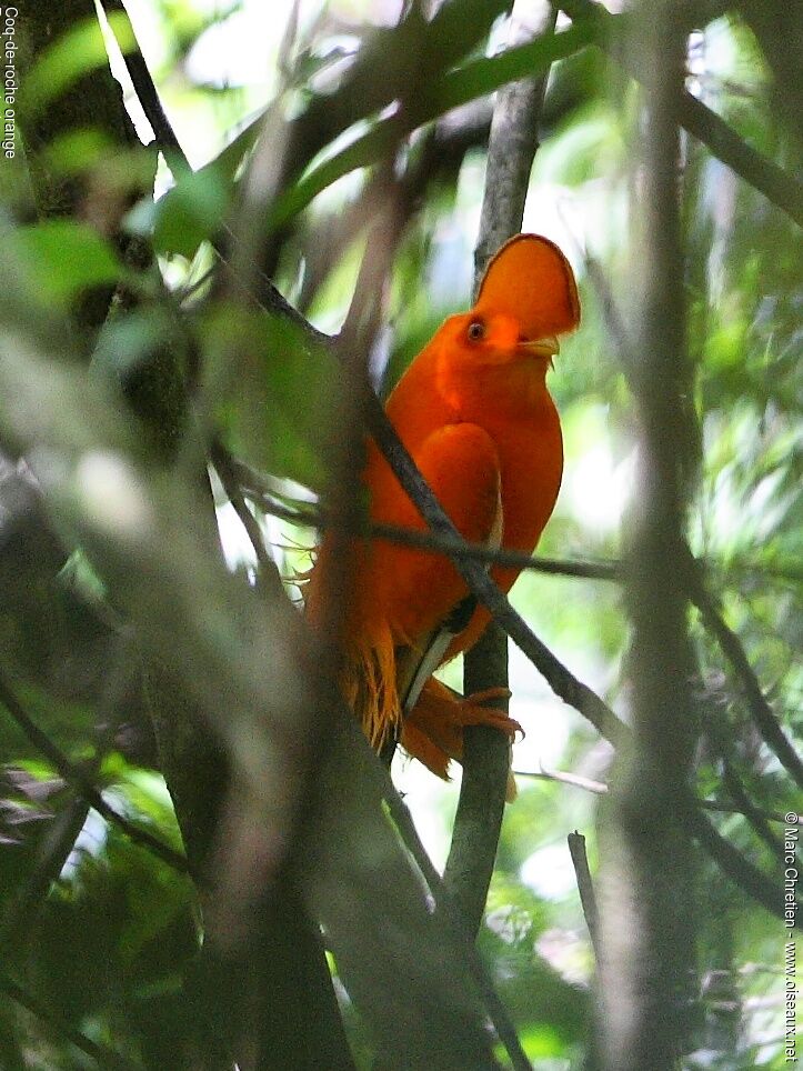 Guianan Cock-of-the-rock male adult