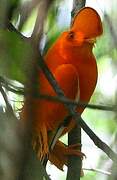 Guianan Cock-of-the-rock