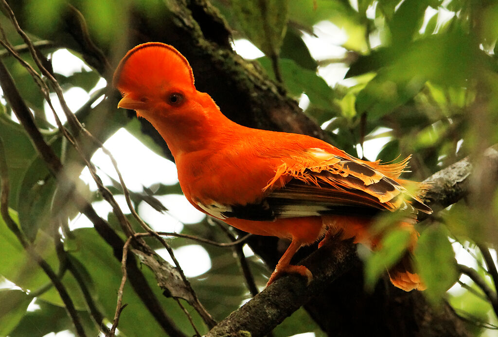 Coq-de-roche orange