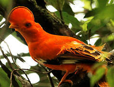 Guianan Cock-of-the-rock