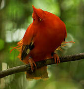 Guianan Cock-of-the-rock