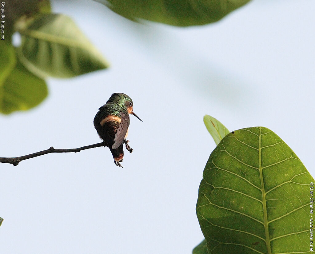 Tufted Coquette female