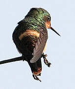 Tufted Coquette