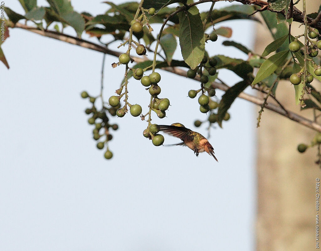 Tufted Coquette female