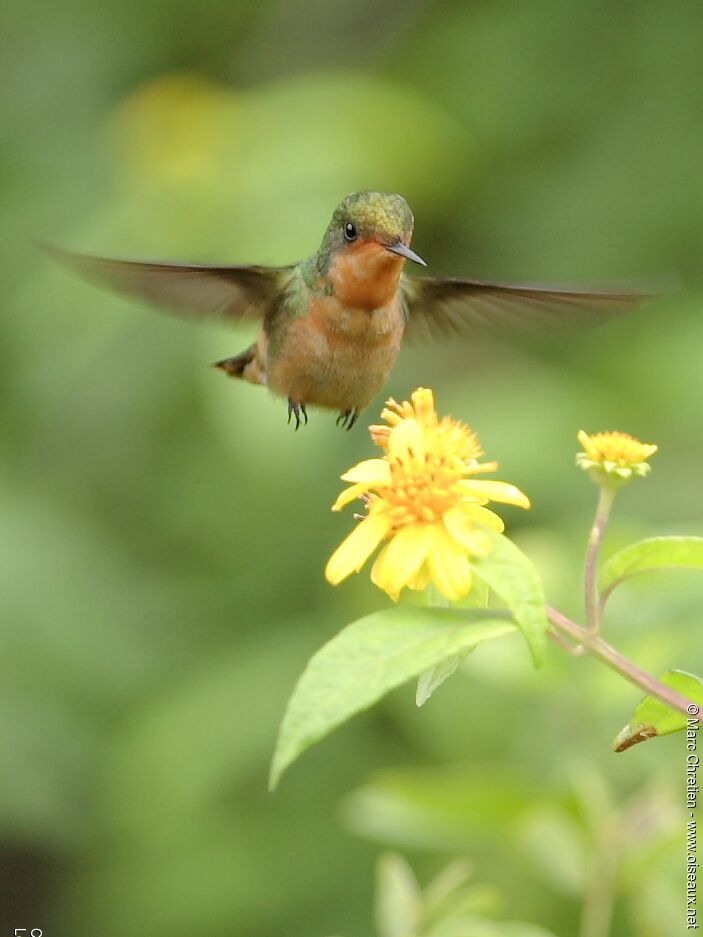 Tufted Coquette female adult