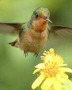 Tufted Coquette