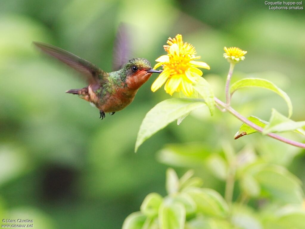 Tufted Coquette female adult